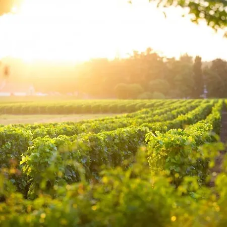 La Cle Des Vignes * Saint-Médard-dʼEyrans