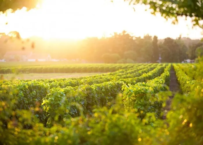La Cle Des Vignes * Saint-Médard-dʼEyrans